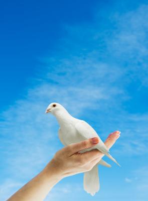dove in hand.jpg